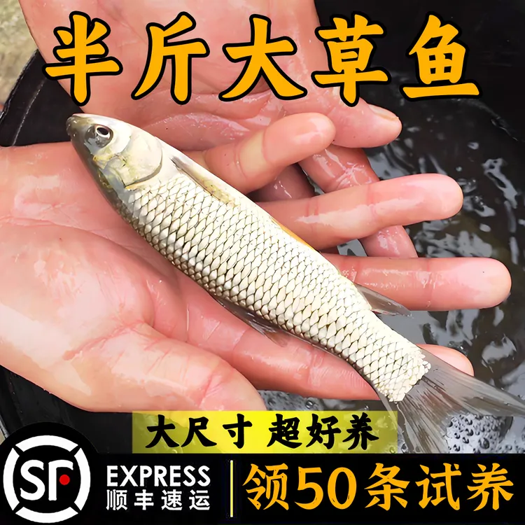 本地草鱼家鱼塘特大草鱼黑脆皖鱼活体半斤半斤草鱼