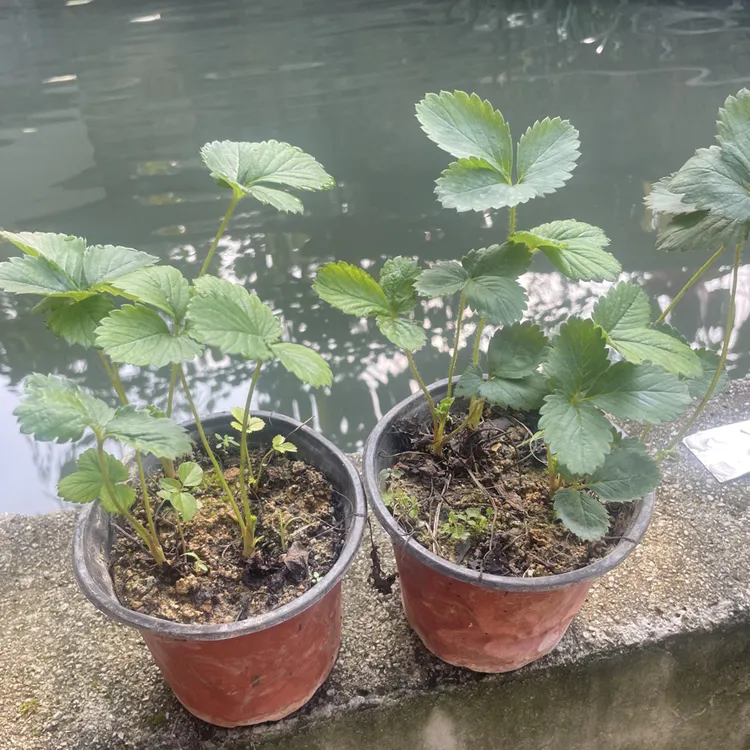 2盆粉玉草莓盆栽阳台庭院种植