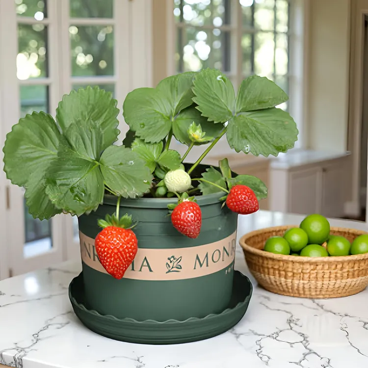 2/4盆]四季奶油草莓新苗大果阳台庭院红颜天使黑珍珠草莓盆栽草莓