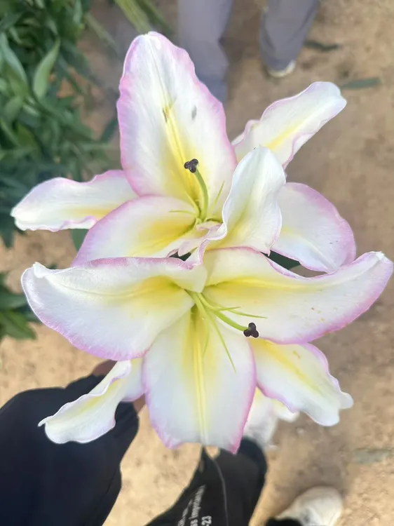 昆明基地直发稀有香水百合彩虹鲜花水养家用插花