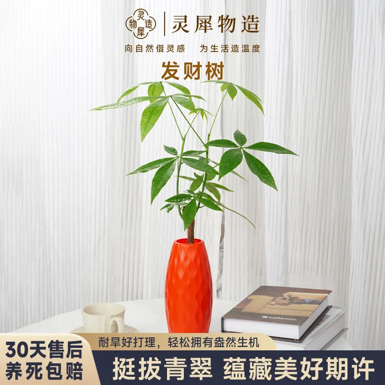 【灵犀物造】懒人盆栽土培连瓶发办公室植物发财树桌面好养SN