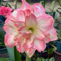 波兰美人、汤姆、漂亮女孩 重瓣朱顶红组合