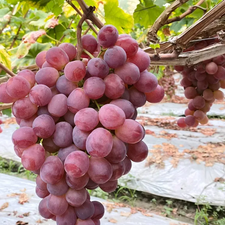 红提葡萄苗    （贝达砧木）  晚熟品种  《满28元包邮》   玉海苗木