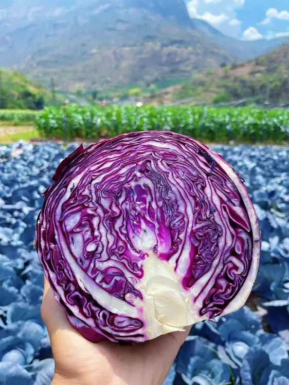 云南高山露天紫甘蓝新鲜采摘当天发货农家自种时令蔬菜
