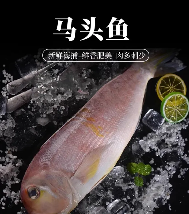 东海野生马头鱼深海捕捞三去马头鱼
