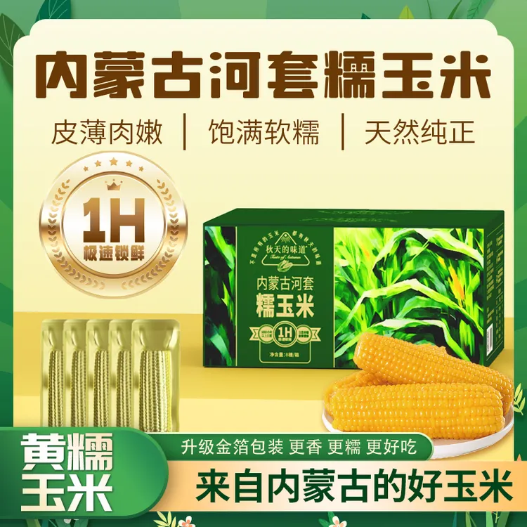 秋天的味道黄糯 8穗  内蒙古河套糯玉米