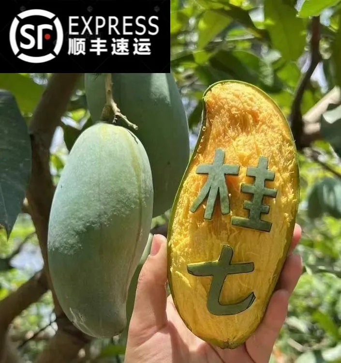 广西百色桂七芒果芒果香芒之王新鲜水果