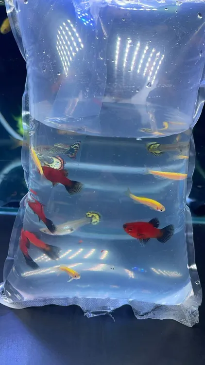 【渔场直销】孔雀斑马黑尾猫混搭热带套餐小型好养耐活新手繁殖胎生