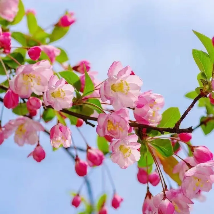 垂丝海棠基地处理 耐寒 耐旱 一物一拍