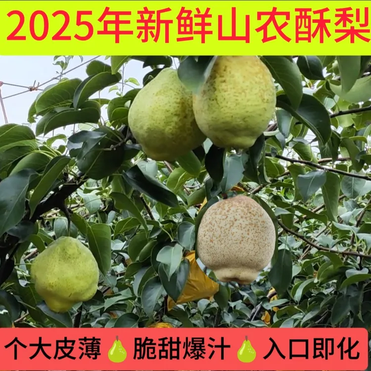 【甜嘴猴】山农酥梨 个大皮薄 脆甜爆汁