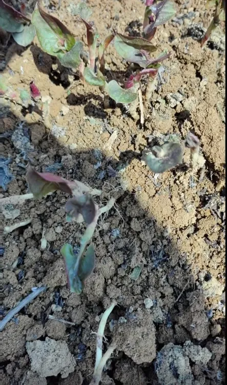 带泥带叶折耳根鱼腥草