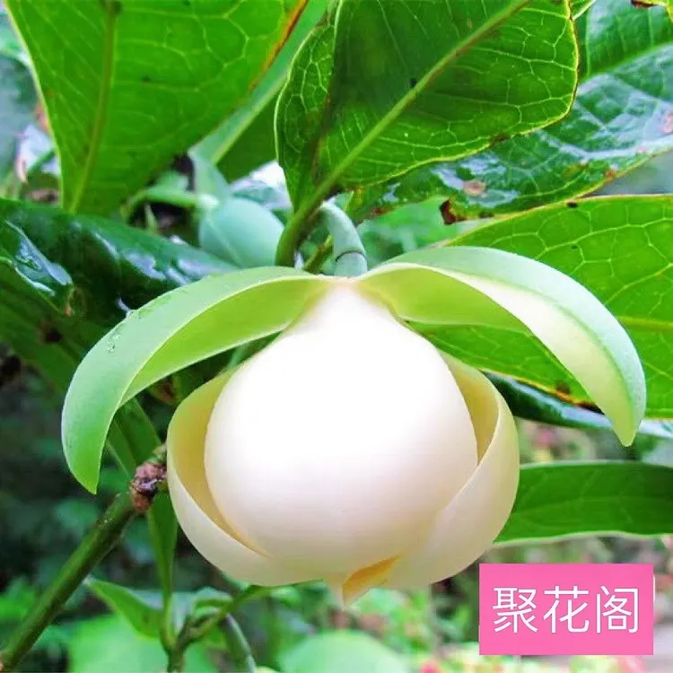 夜合花盆栽合欢花当年开花夜香木兰树苗南北方均可种植 室内 庭院