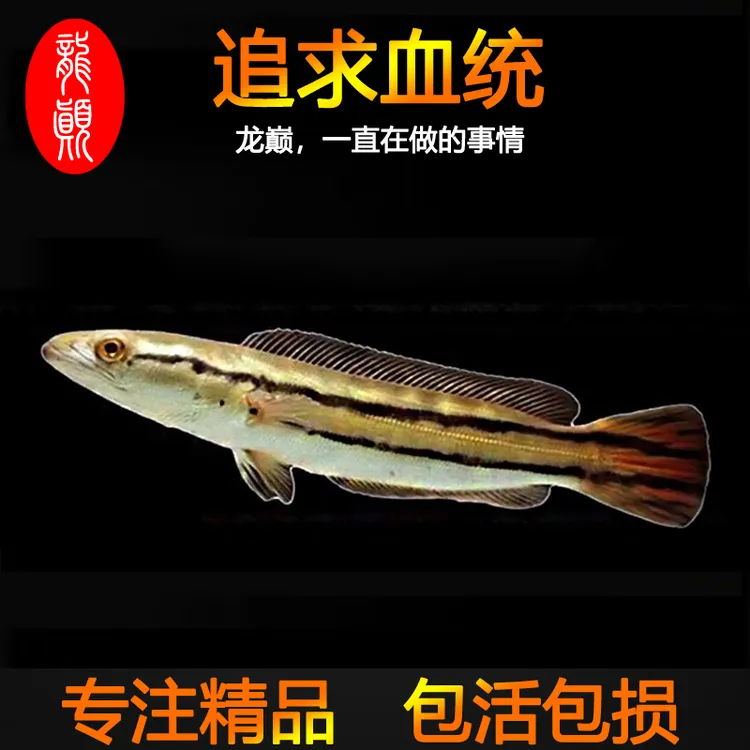 龙巅 精品大铅笔鱼活鱼苗雷龙小盾鳢多曼大型凶猛龙鱼热带观赏鱼