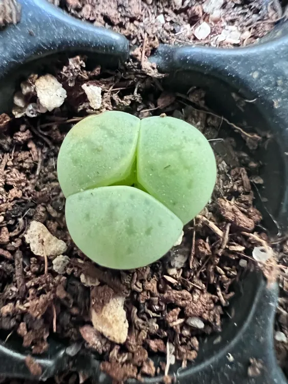 绿大白灵耀玉奔驰花黄绿富贵生石花稀有品种多肉植物阳台盆栽