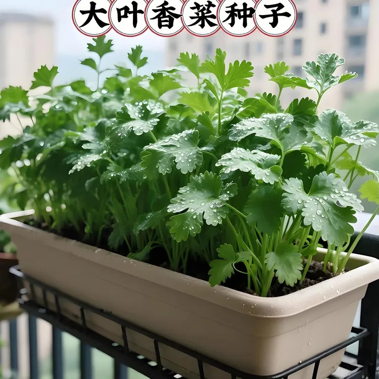 耐热四季小叶香菜种子农家芫荽种籽苗阳台盆栽大叶蔬菜种孑大全