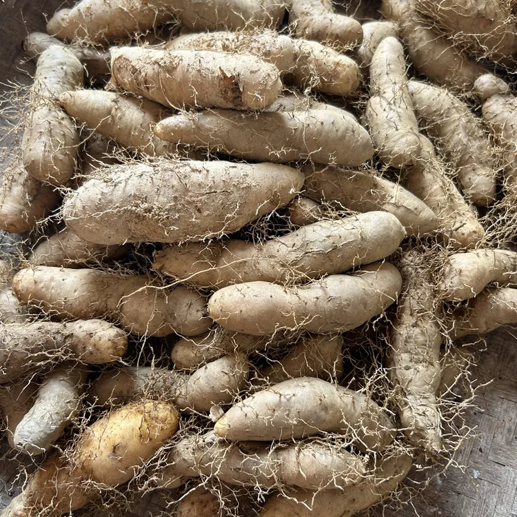广东阳春农家自种甜薯毛薯 粉糯香甜