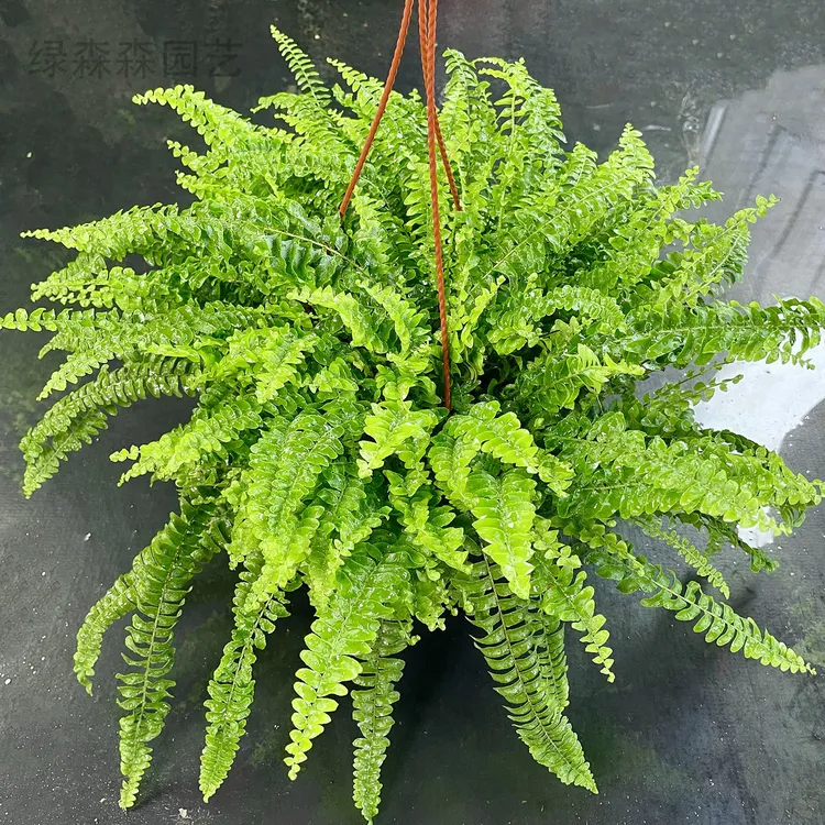 波斯顿垂吊蕨类植物波士顿蕨波斯顿蕨 荫生室内外园林造景