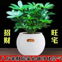 鸭脚木盆栽八方来财室内水培绿植四季常青吸除甲醛好养