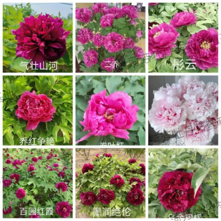 菏泽基地直发【一物一拍】【多品种牡丹】四年苗先发肥料秋季裸根发货