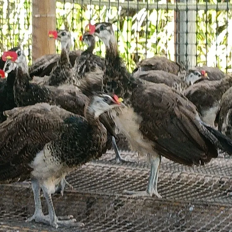 观赏宠物孔孔（京东顺丰包邮）