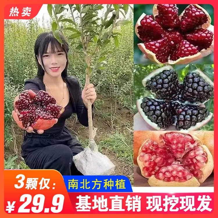 软籽大果黑籽甜石榴树苗发货南北方可种植