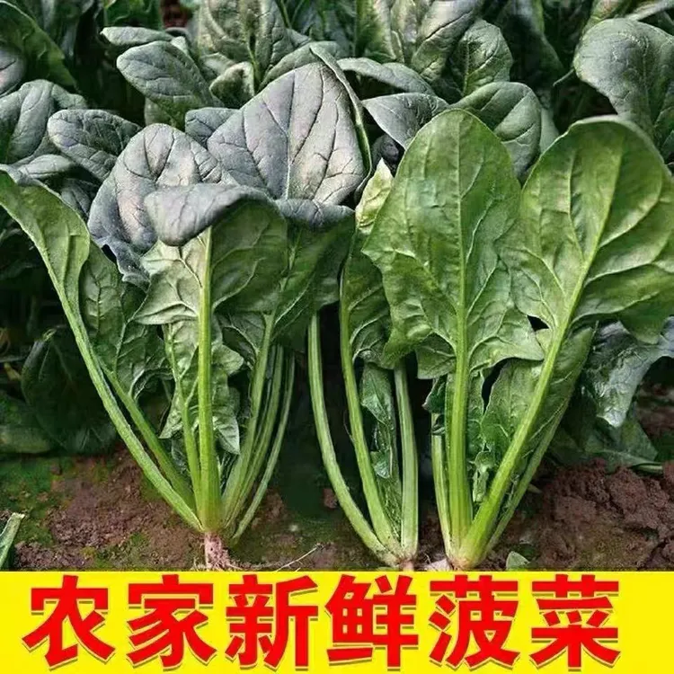 【新鲜蔬菜】山东农家新鲜菠菜新鲜菠菜现挖先发菠菜火锅山东大姜