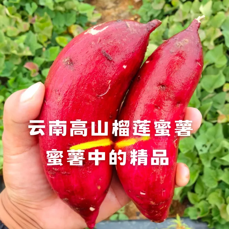 海南澄迈桥头富硒地瓜沙地板栗薯新鲜种植现挖现发红薯番薯5斤装