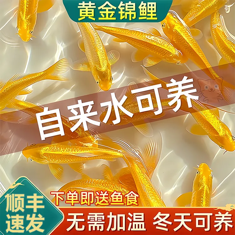 招财黄金锦鲤冷水观赏鱼好养耐活招财小金鱼苗淡水热带宠物活体鱼