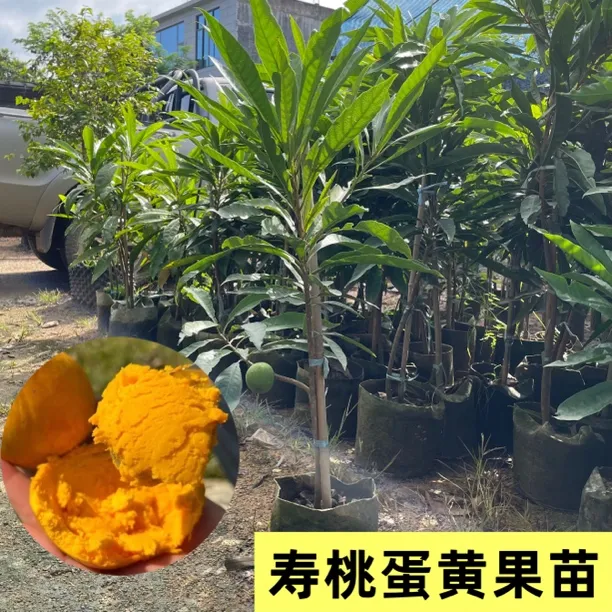 耀堂仙桃寿桃蛋黄果苗嫁接鸡蛋果苗可盆栽地栽原土原杯发货