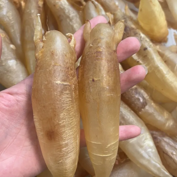 北海胶 苏里南 正北海 厚肉胶质多腥味低