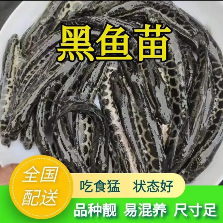 凶猛黑鱼淡水活体可养殖特大好养观赏鱼黑鱼