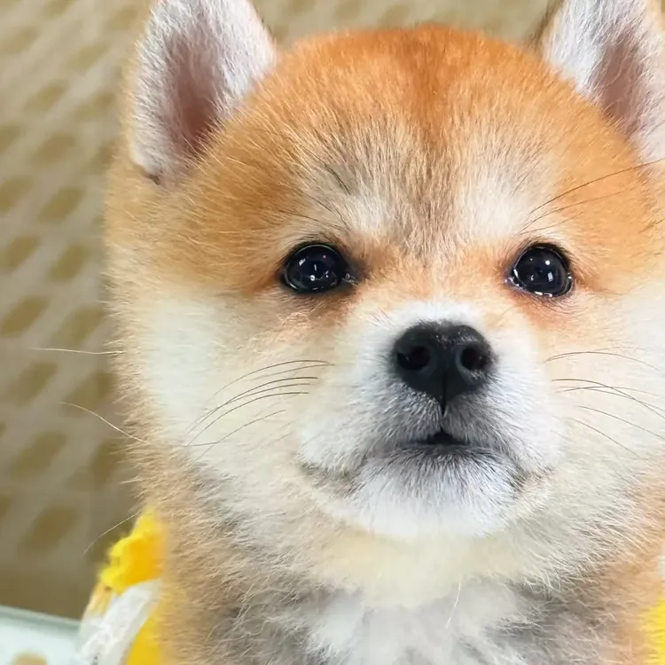 柴犬小狗幼崽豆柴活体赤柴黑柴白柴幼犬小型犬柴犬幼犬狗狗白色