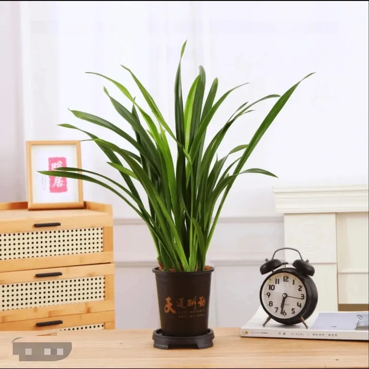 墨兰6-8苗易存活室内栽种青苗好养