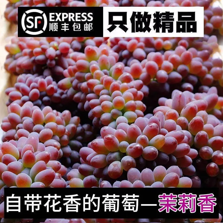 【新鲜速发】新鲜茉莉香葡萄应季小提子玫瑰香无籽孕妇水果甜红提