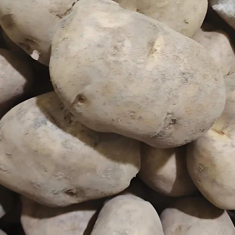 高山农家种植贵州威宁黄皮黄心老品种米拉洋芋原产地发货包邮