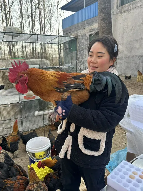 自家散养土鸡农家走地鸡现杀现发顺丰包邮
