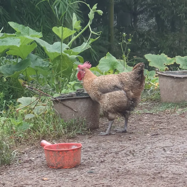 【青脚白皮】农户家散养粮食鸡肉鲜汤浓