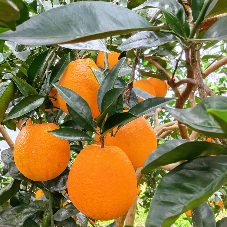 四川宜宾本地脐橙清新香甜多汁当季水果10斤装