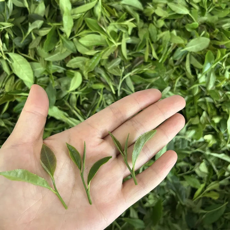【秋茶一芽二叶】秋茶细料2025新茶日照绿茶香味持久耐泡正宗