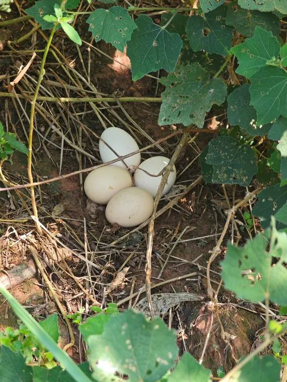 农家散养土鸡蛋新鲜健康纯五谷喂养适合孕妇月子食用