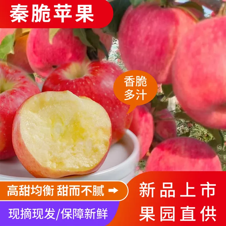 正宗甘肃庆阳“秦脆”当季新鲜采摘脆甜多汁包邮现摘现发