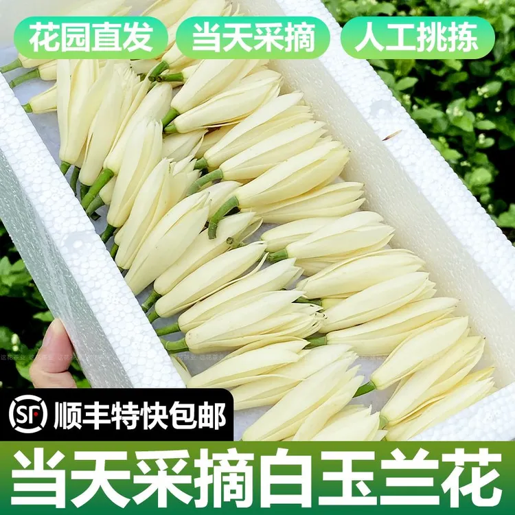 广西白玉兰花鲜花花朵人工挑拣黄角兰黄肉兰顺丰特快新鲜白玉兰花