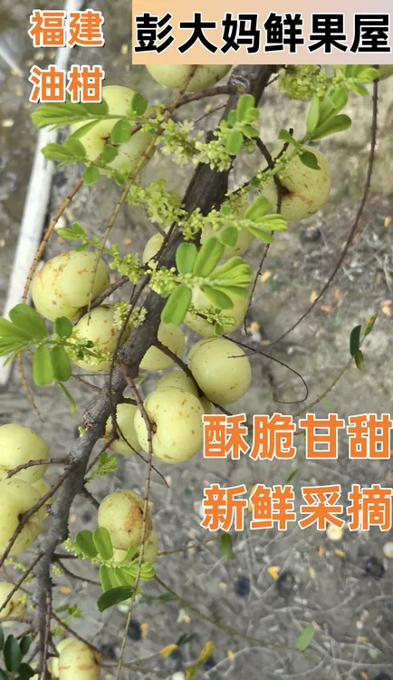 福建柿饼油柑酥脆甘甜新鲜采摘高山余甘果油柑 大果 生吃