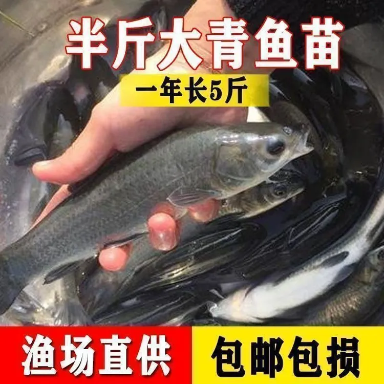 正宗螺蛳青鱼苗淡水鱼苗养殖青鱼活体黑鲩鱼苗乌鳍青大青鱼苗包活