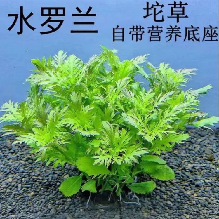 水罗兰坨草懒人新手小白水草植物阴性草鱼缸绿植真草造景植物活体商品图