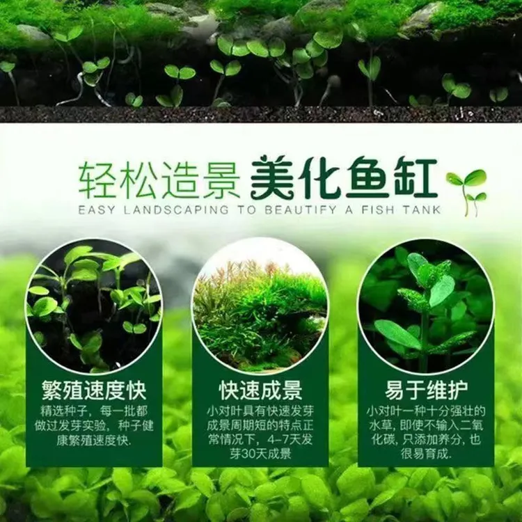 水草种子生态草景观创意鱼缸植物真草阴性养鱼增氧造景水草泥净水