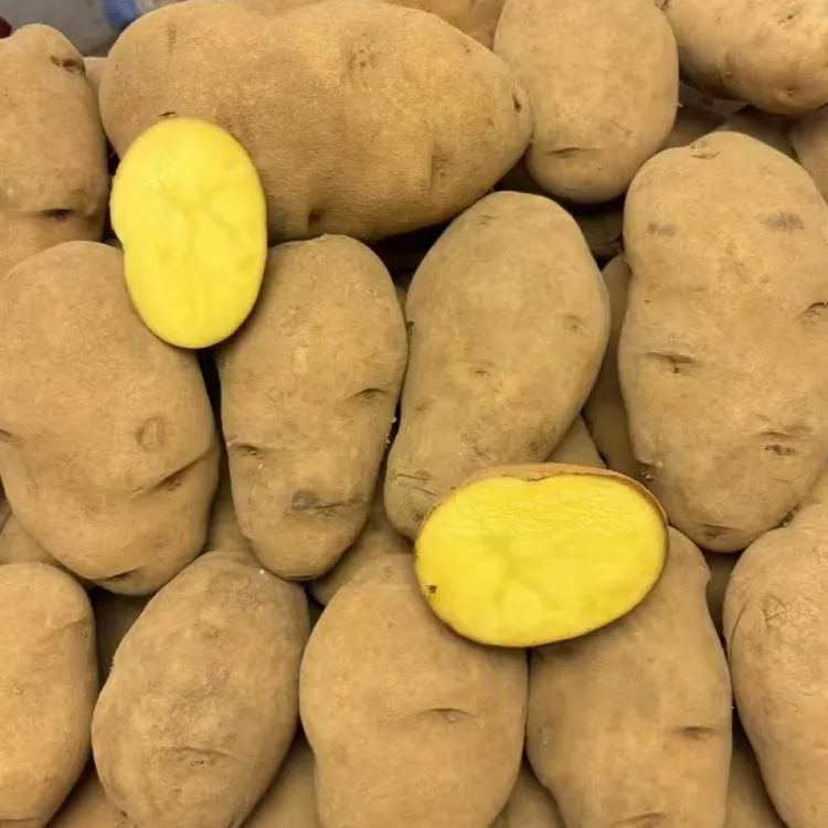 贵州威宁老品种黄皮黄心洋芋土豆农家自种