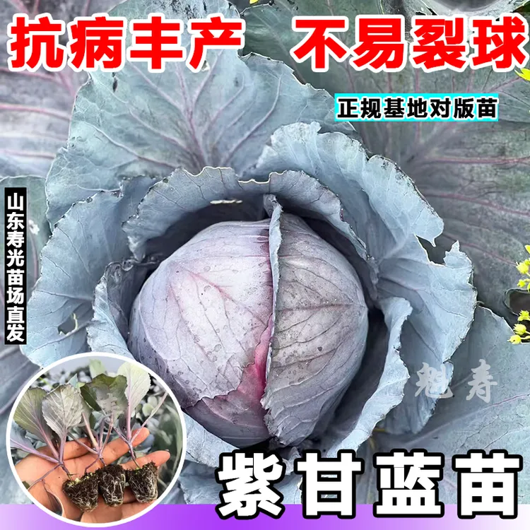 寿光耐寒耐热紫甘蓝苗秧绿包心菜大头菜种子四季高产抗病基地直发