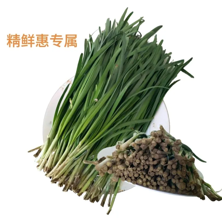 当季棚内鲜嫩头茬韭菜口味浓郁口感清香美味韭菜礼盒包装