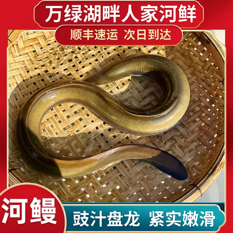 万绿湖鲜嫩金丝河鳗白鳝鳗鲡爽鳗脆鳗新鲜到家顺丰活鱼清蒸焗香煎